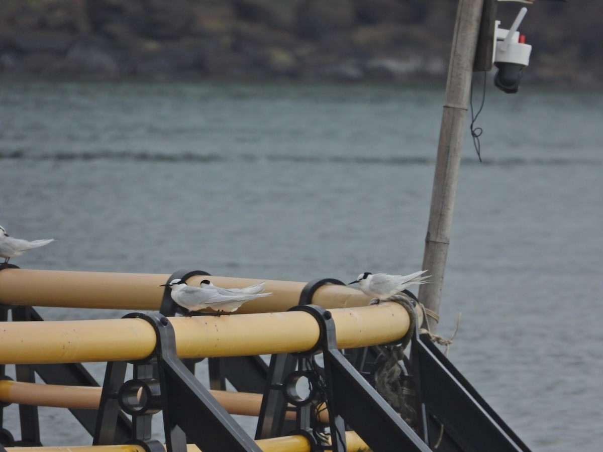 Black-naped Tern - ML644298688