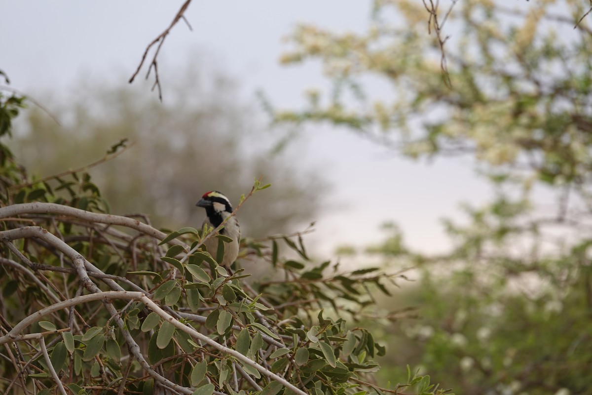Barbudo Pío - ML644298690