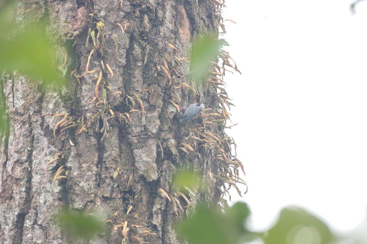 Kastanienkleiber - ML644298701