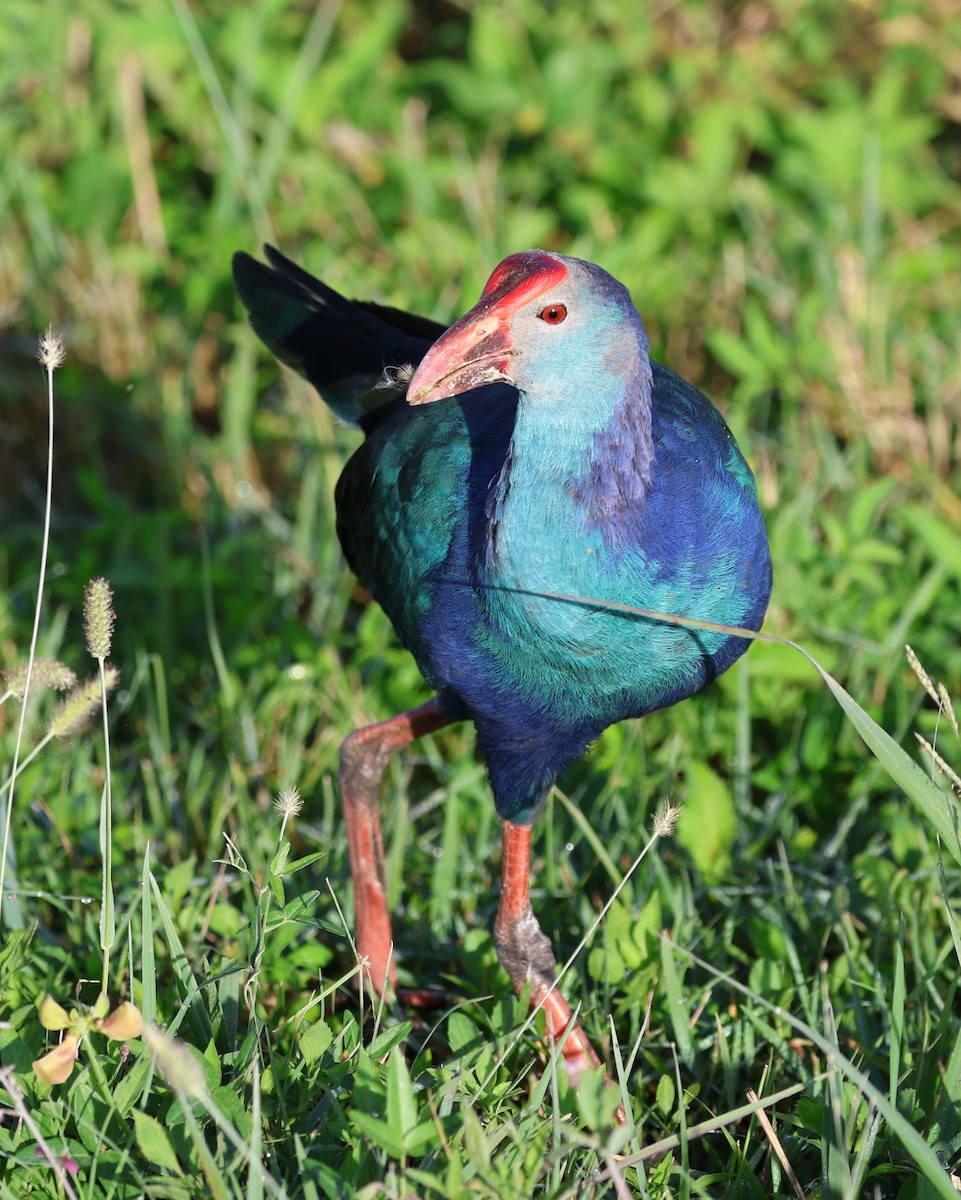 灰頭紫水雞 - ML644298704