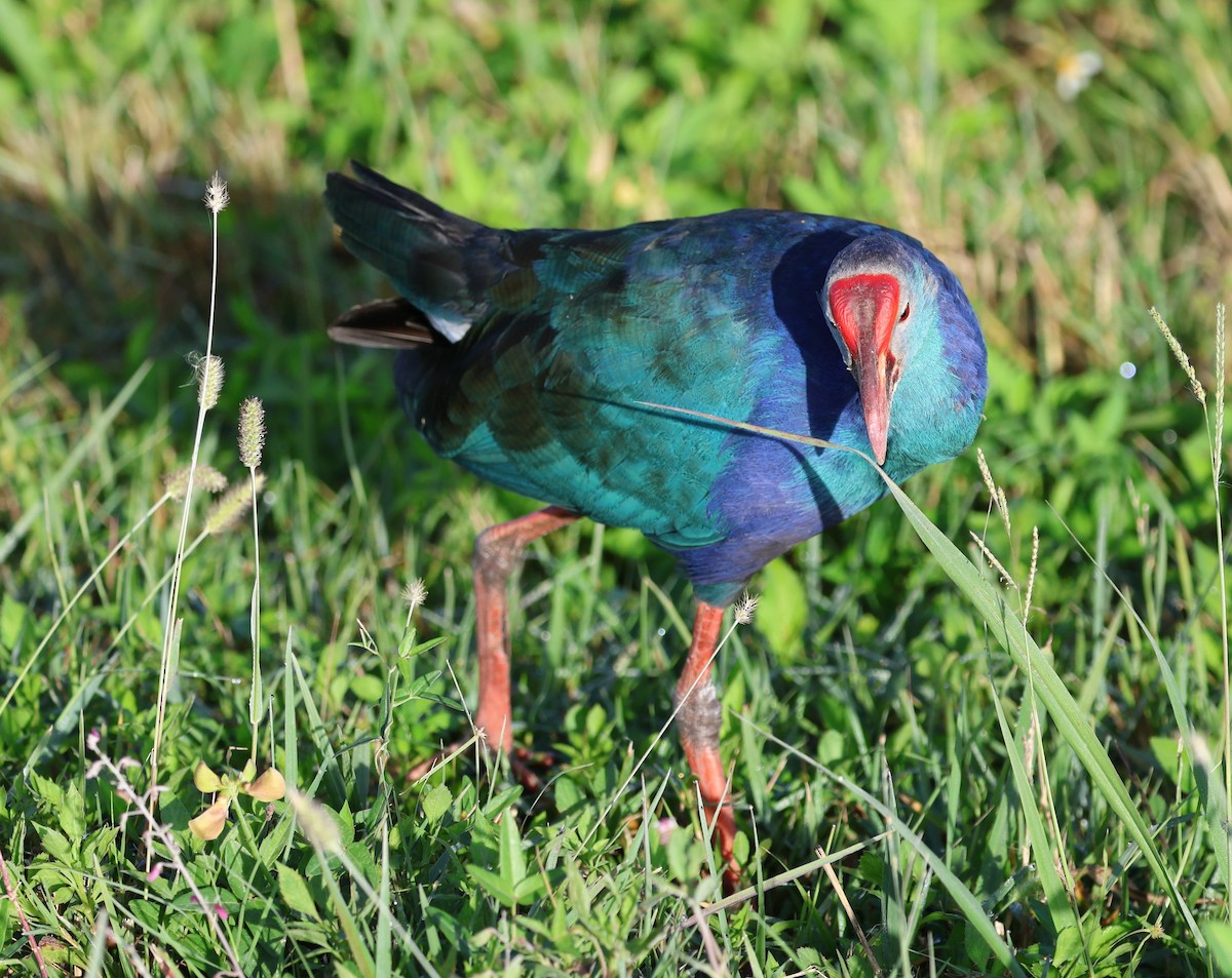 灰頭紫水雞 - ML644298705