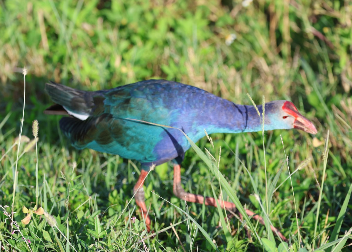 灰頭紫水雞 - ML644298706