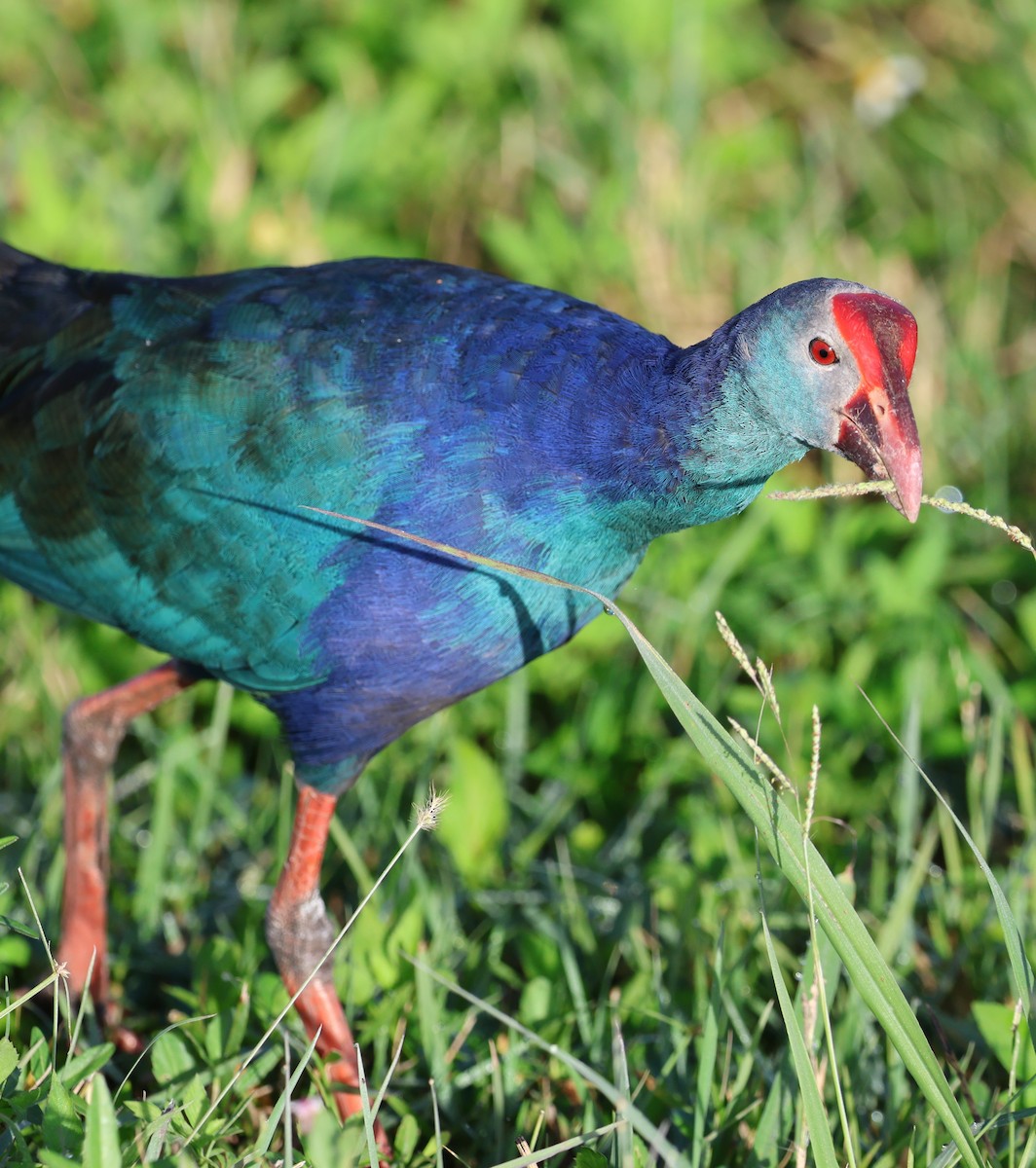 灰頭紫水雞 - ML644298707