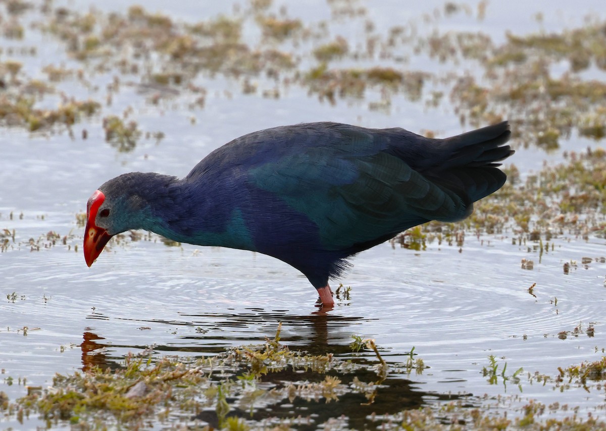 灰頭紫水雞 - ML644298708