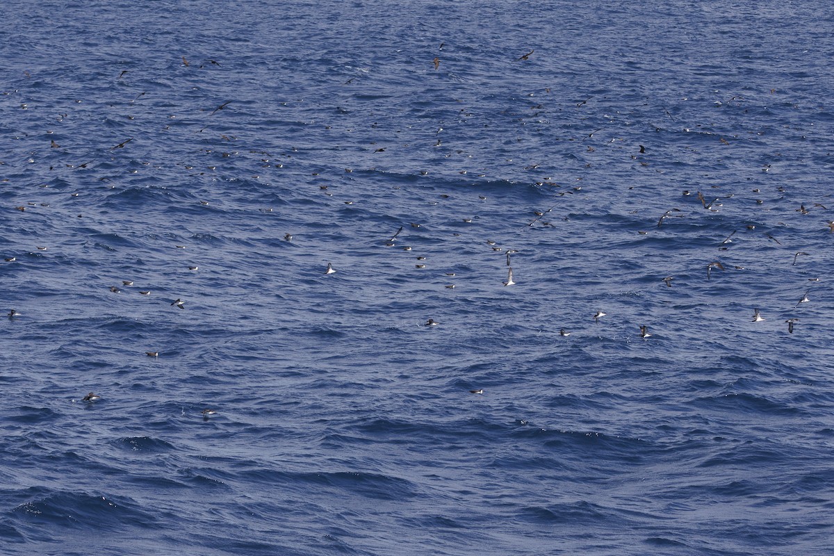 Puffin des Galapagos (forme à ailes sombres) - ML644298711