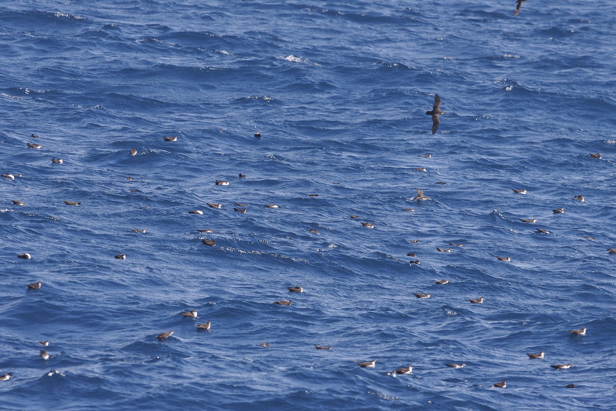 Puffin des Galapagos (forme à ailes sombres) - ML644298712