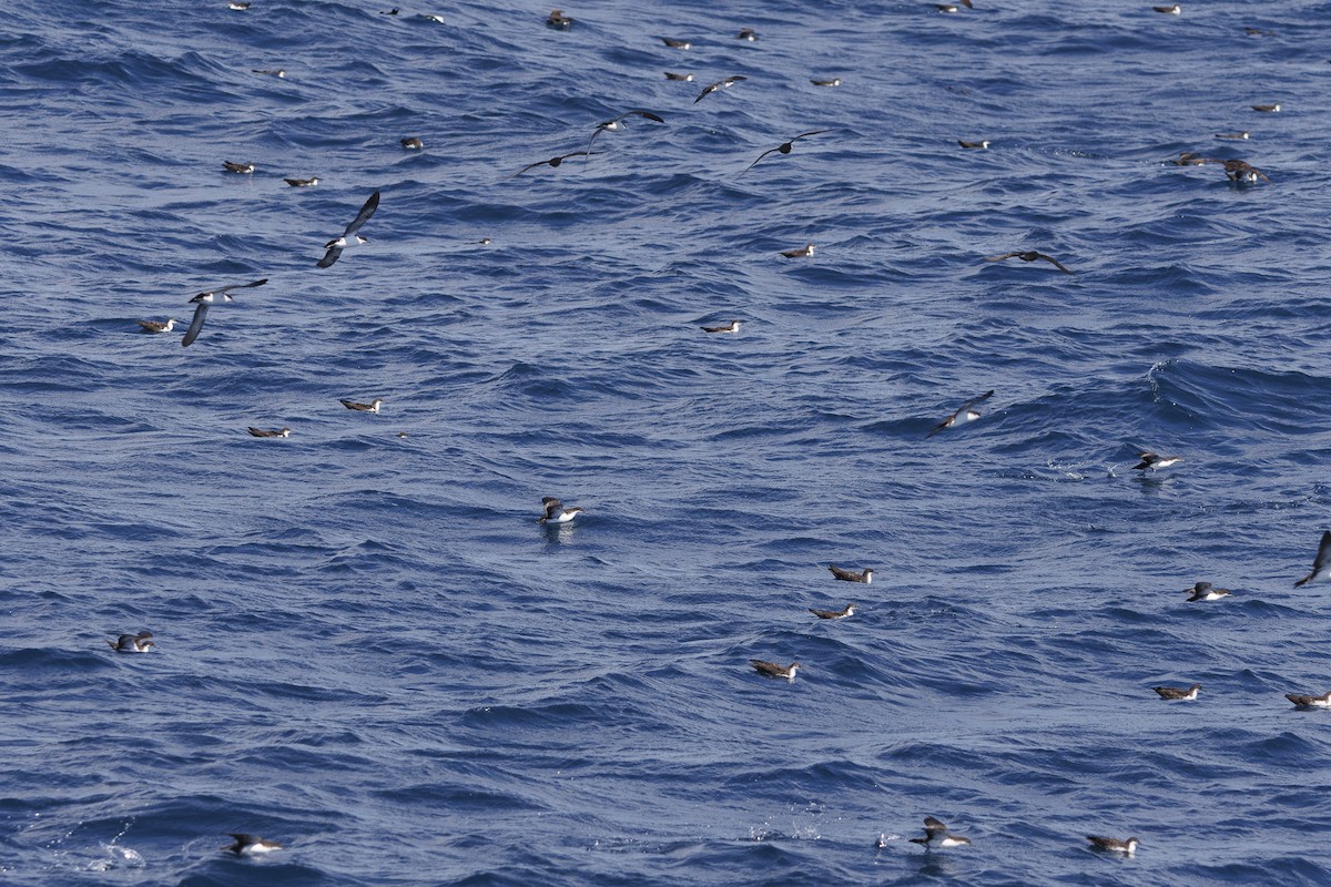 Puffin des Galapagos (forme à ailes sombres) - ML644298713