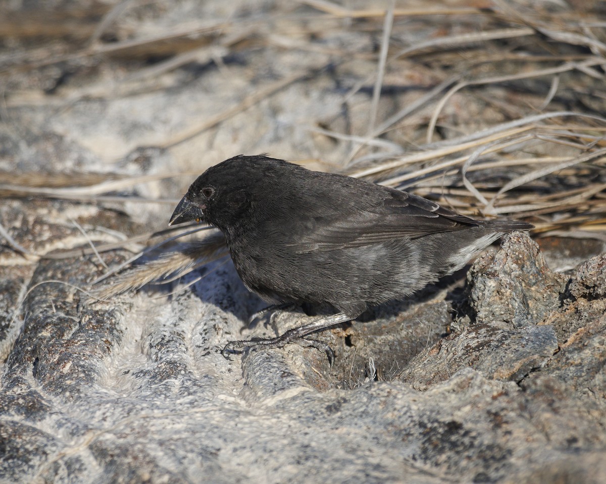 Sharp-beaked Ground-Finch - ML644298726