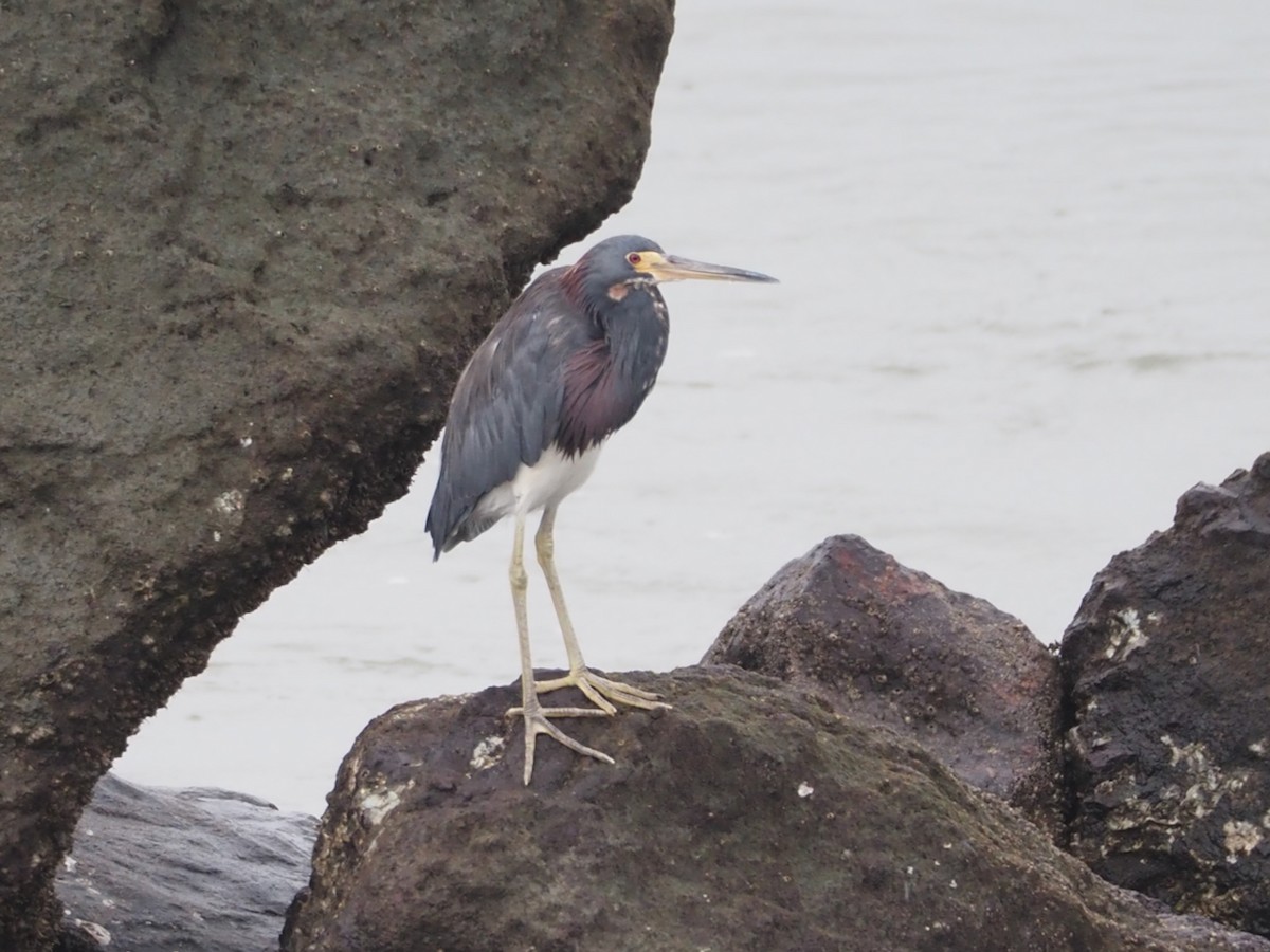 Tricolored Heron - ML644298728