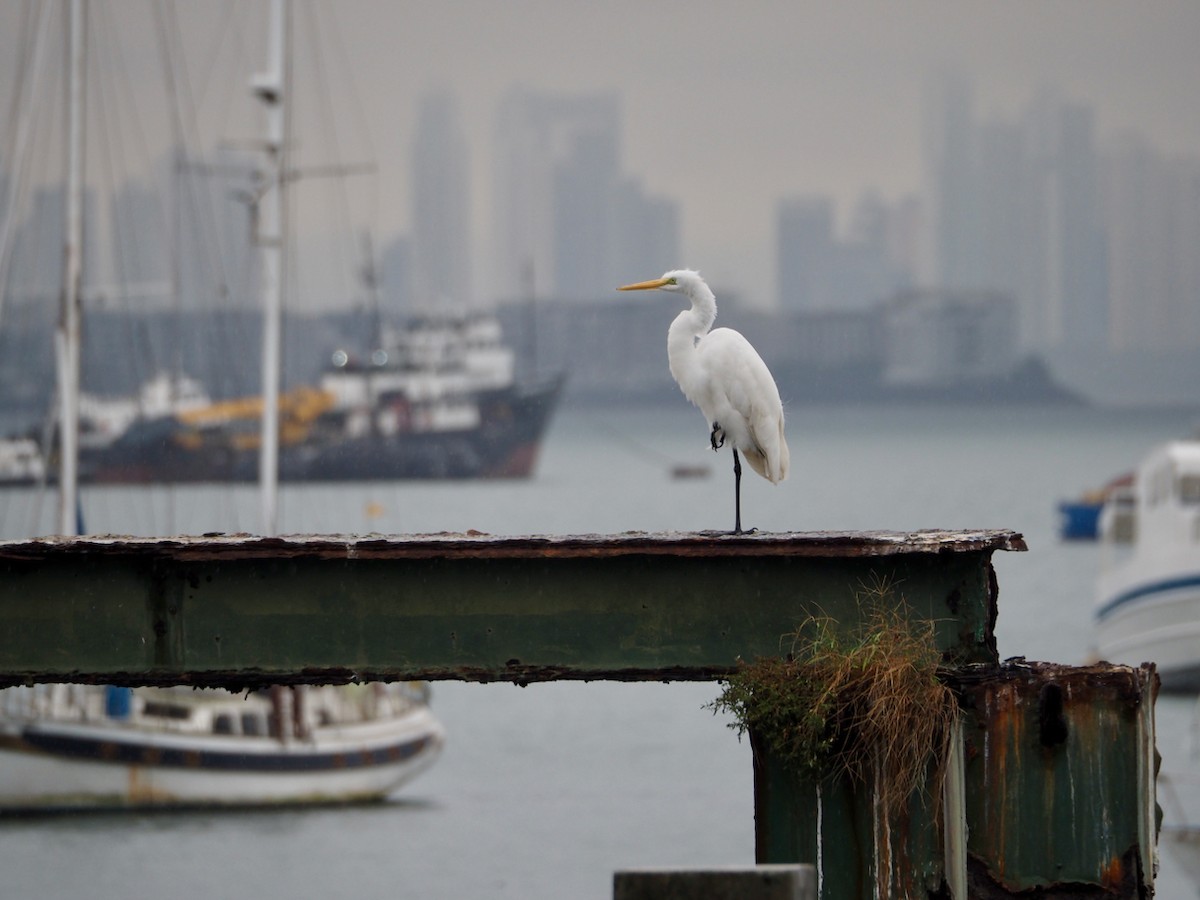 Koartza zuria - ML644298742