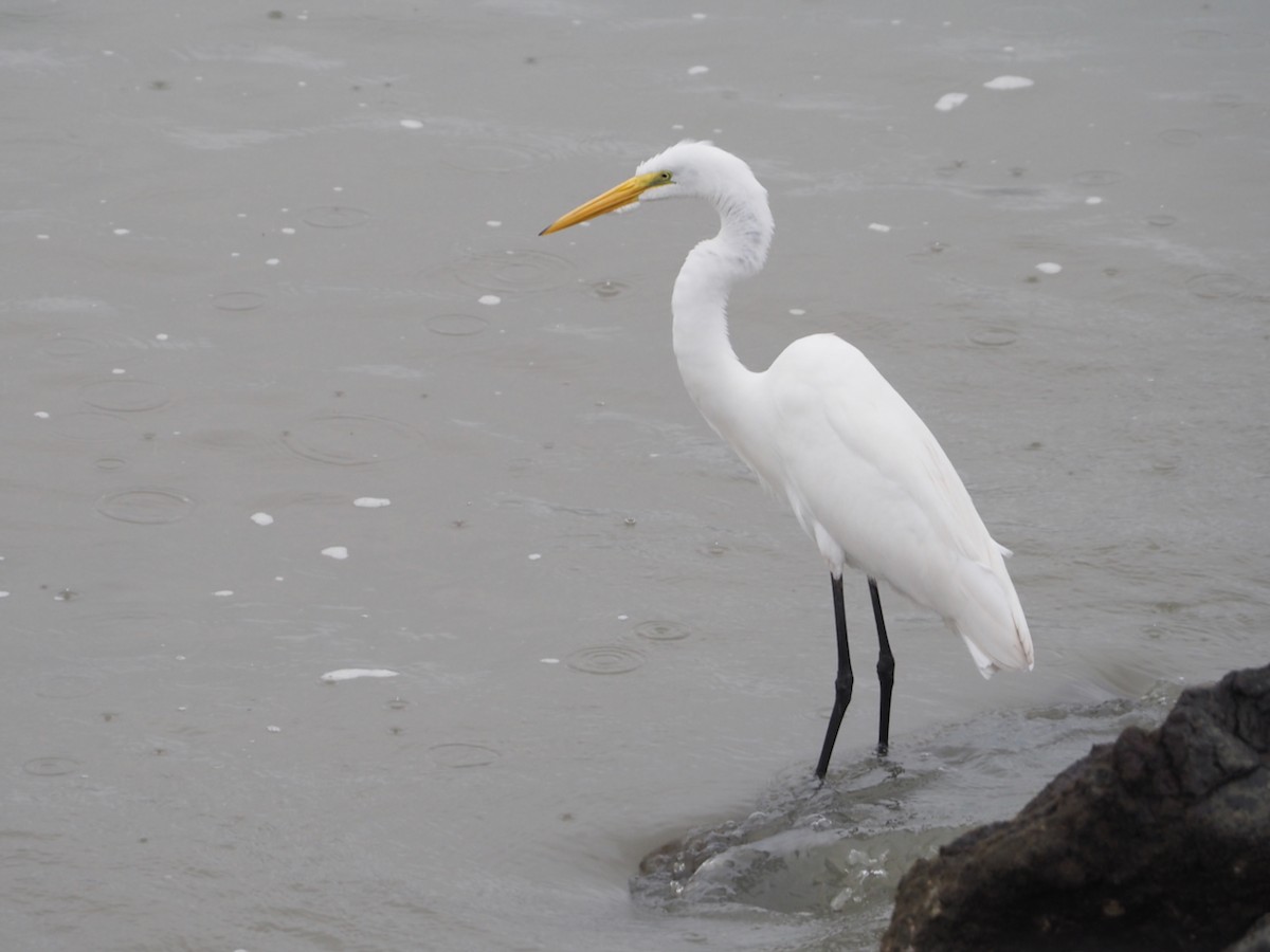 Koartza zuria - ML644298743