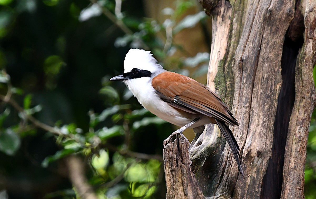 White-crested Laughingthrush - ML644298752