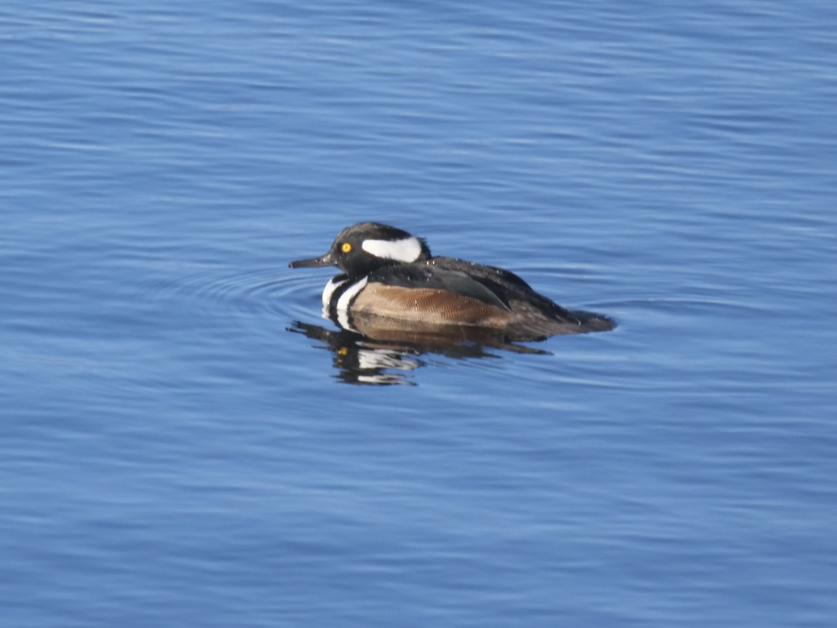 Harle couronné - ML644298760