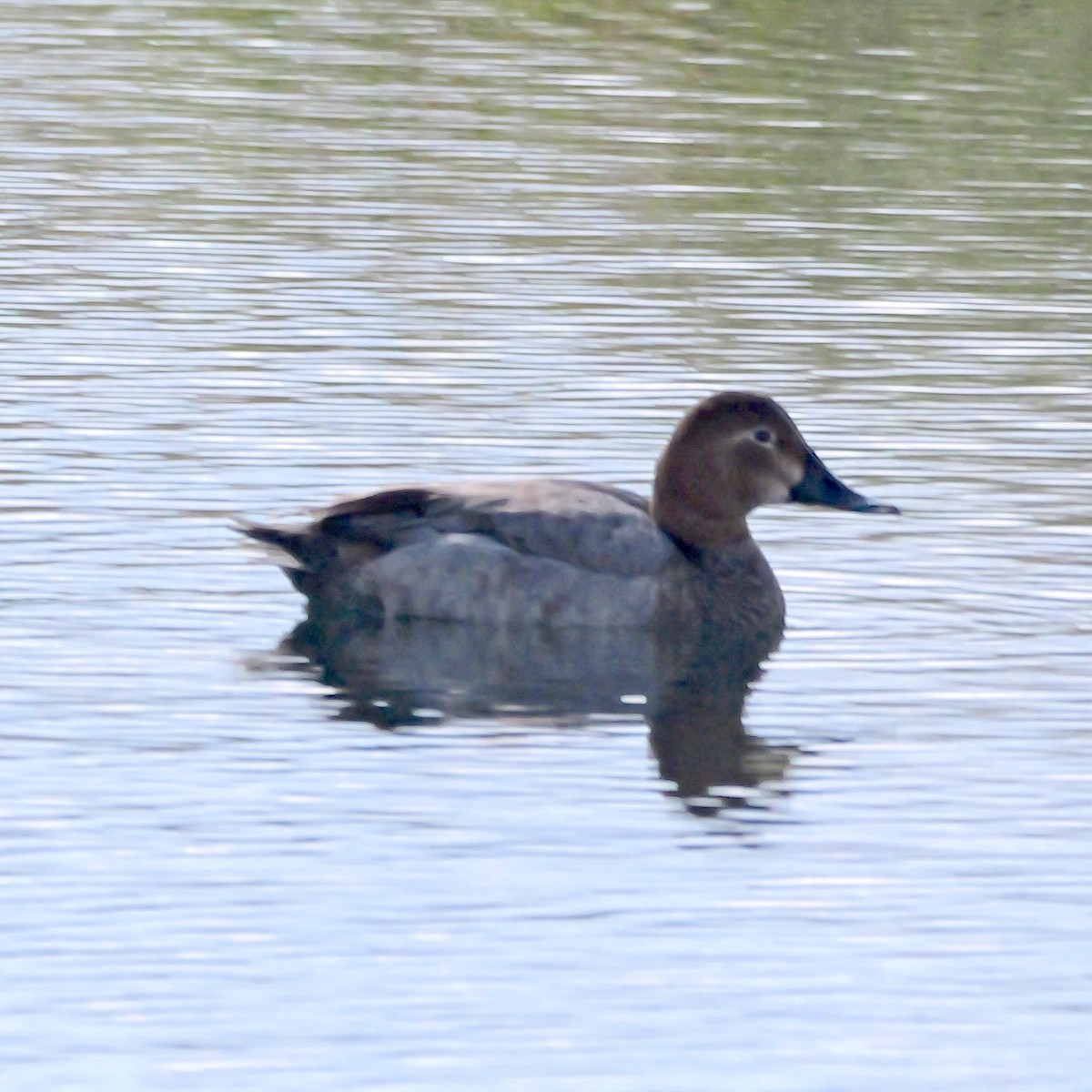 taffeland - ML644298763