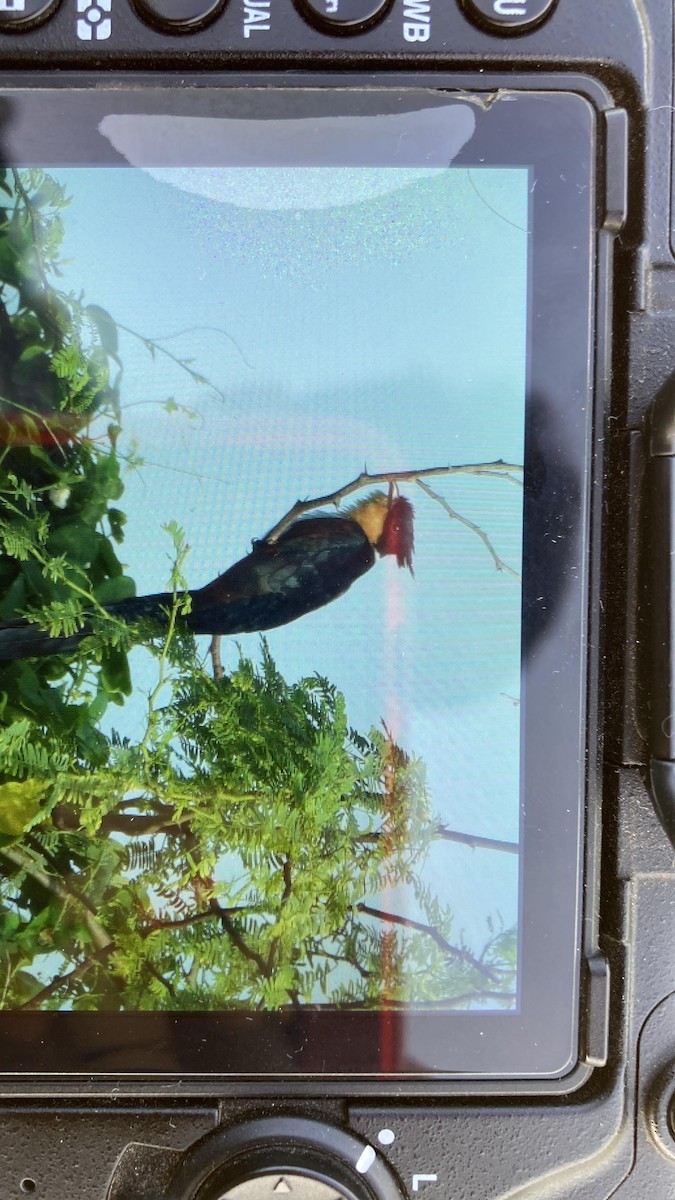 kukačka hnědokřídlá - ML644298767