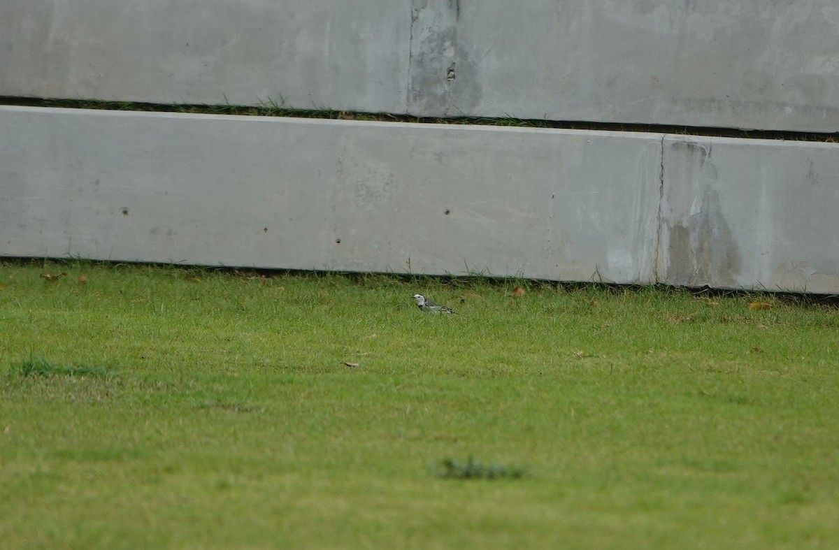 Lavandera Blanca - ML644298774