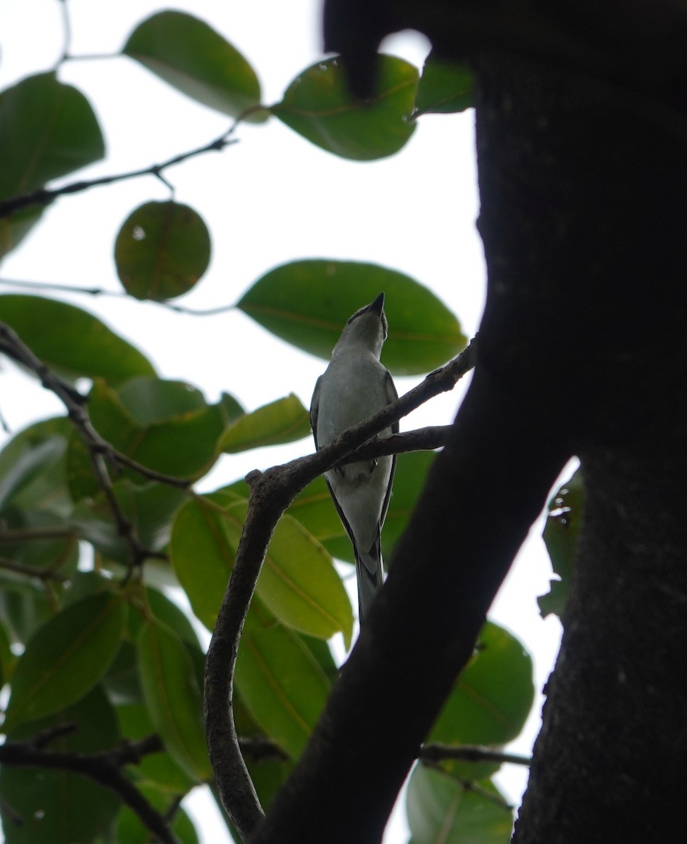 サンショウクイ - ML644298775