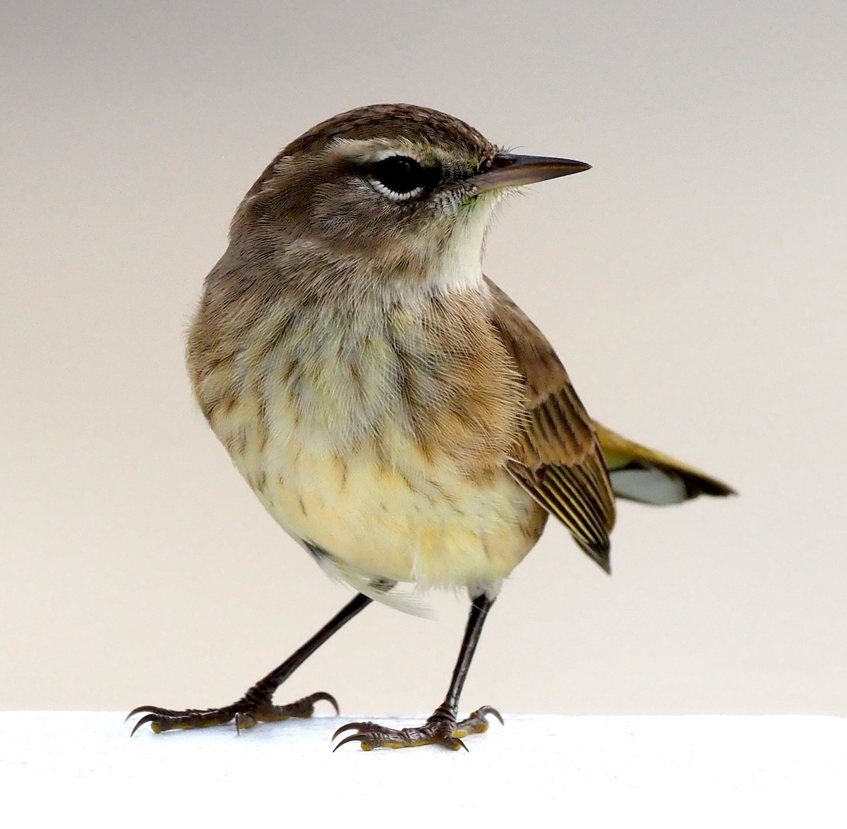 Palm Warbler (Western) - ML644298784