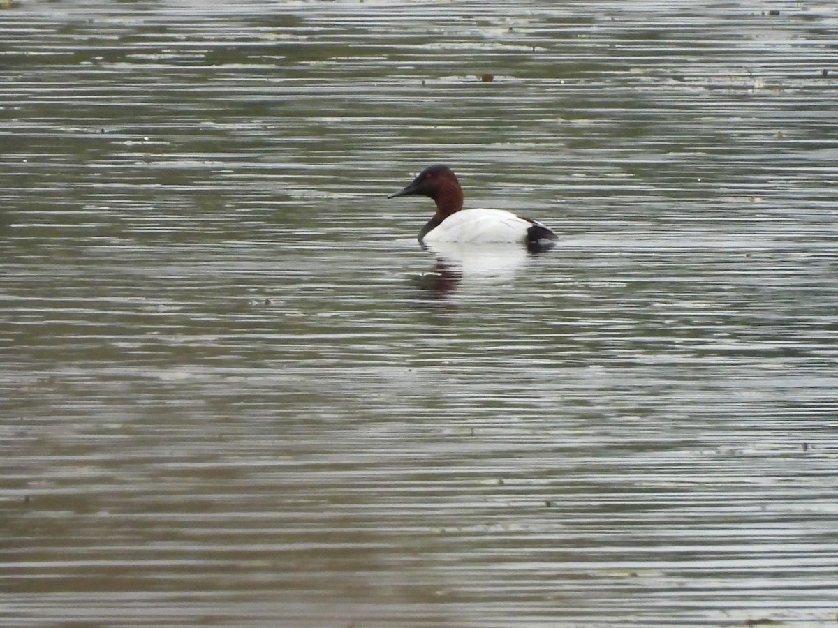 Fuligule à dos blanc - ML644298789