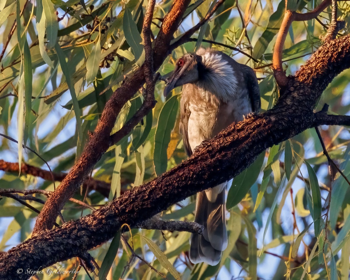 Noisy Friarbird - ML644298824
