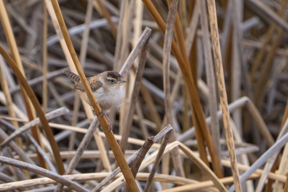 Cucarachero Pantanero - ML644298828