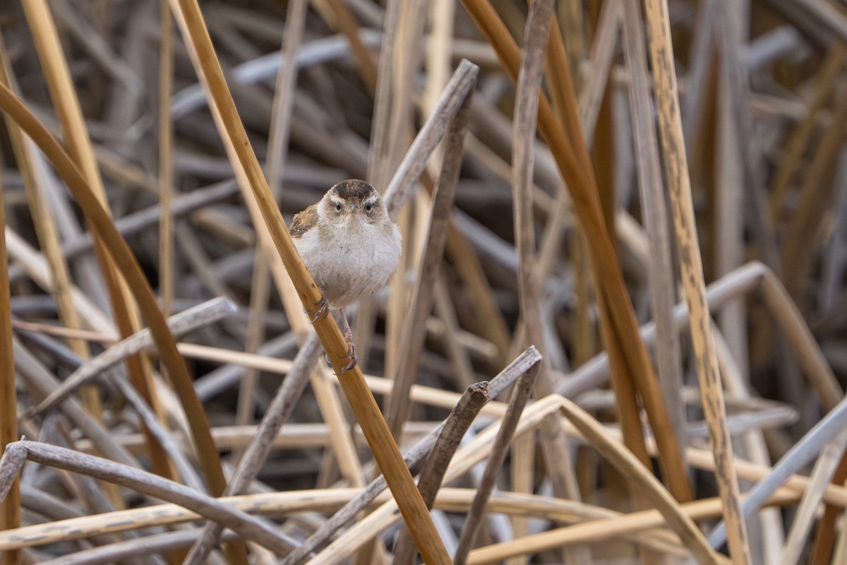 Cucarachero Pantanero - ML644298829