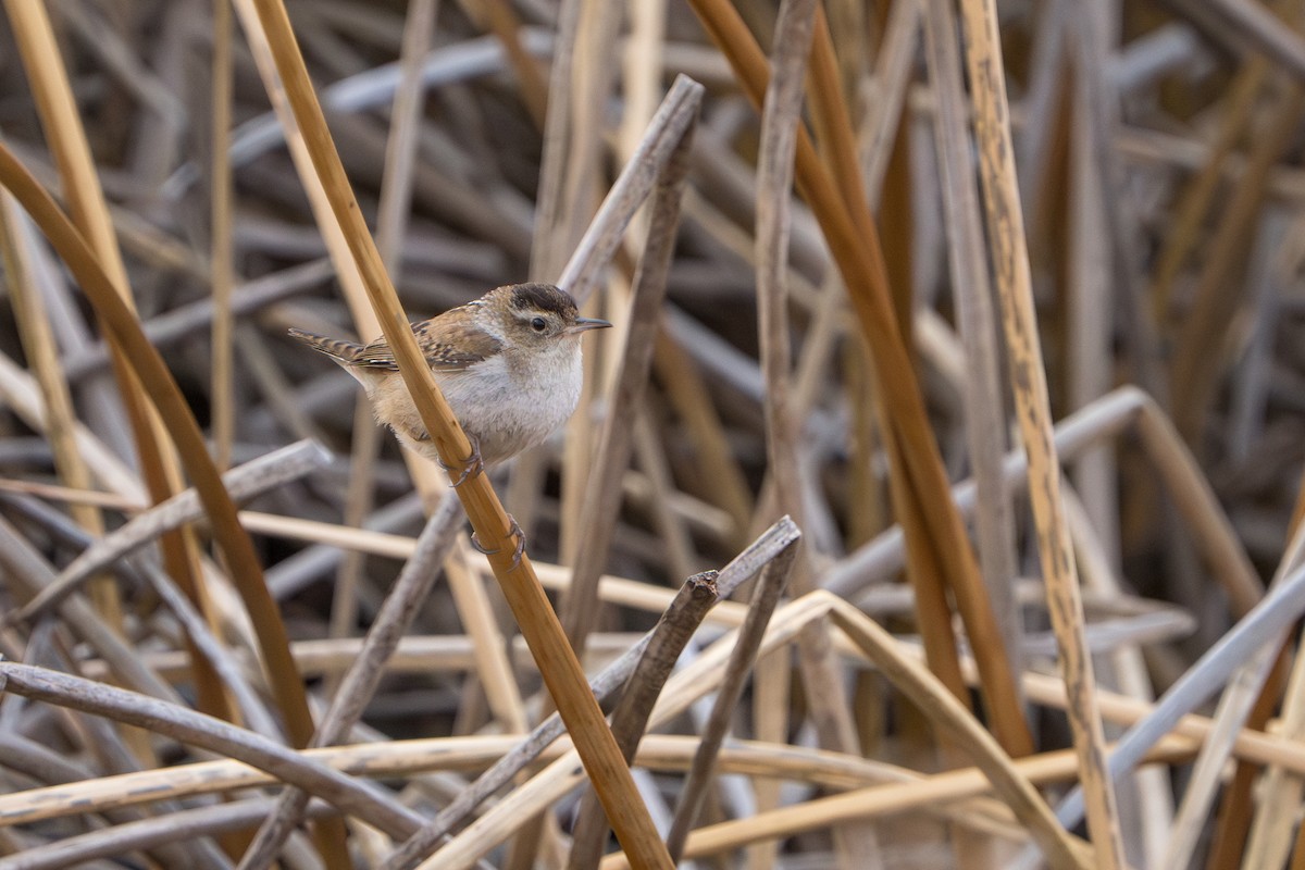 Cucarachero Pantanero - ML644298830