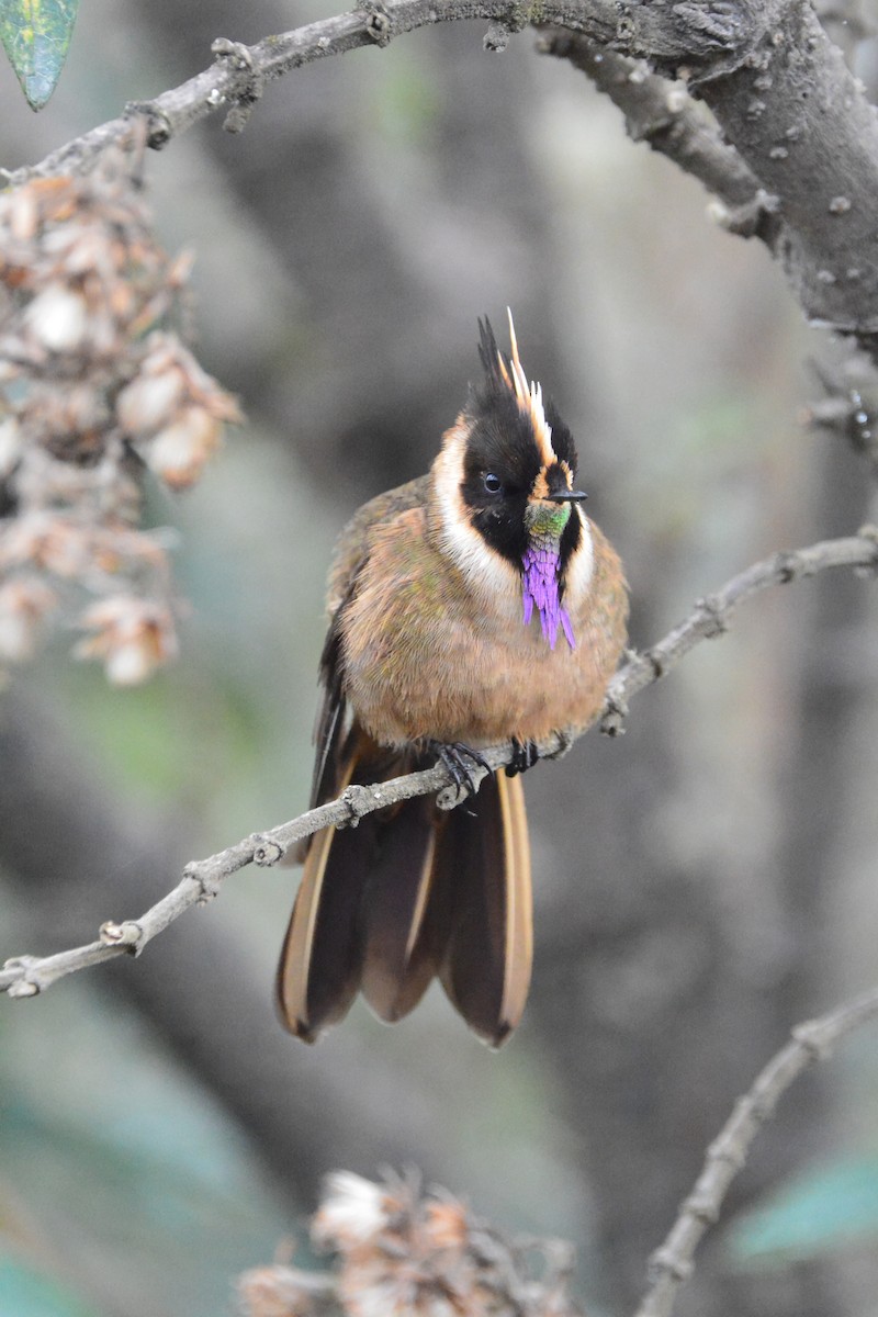 Buffy Helmetcrest - ML644298831