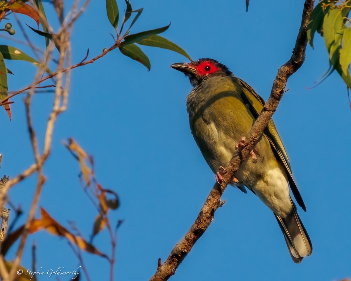 fíkovec australasijský - ML644298832