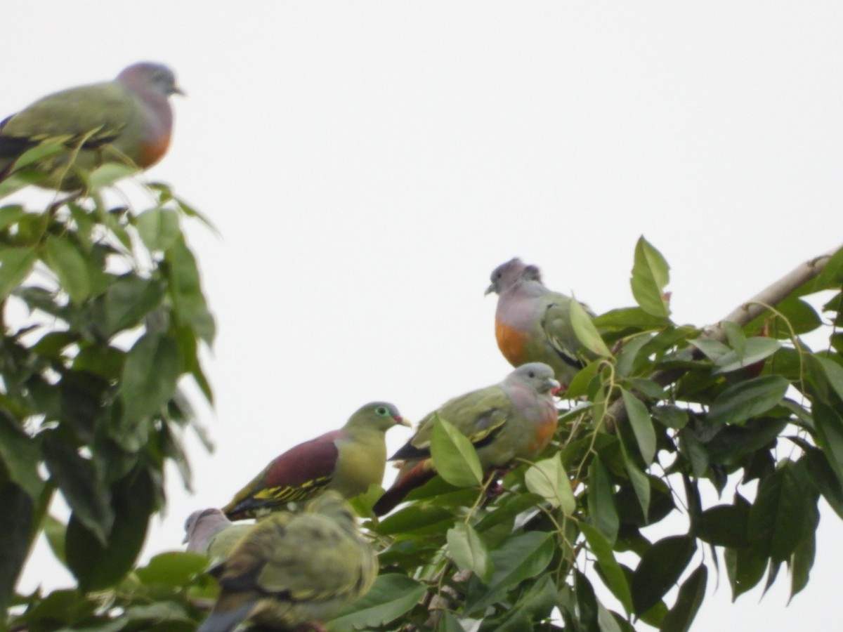 Thick-billed Green-Pigeon - ML644298842