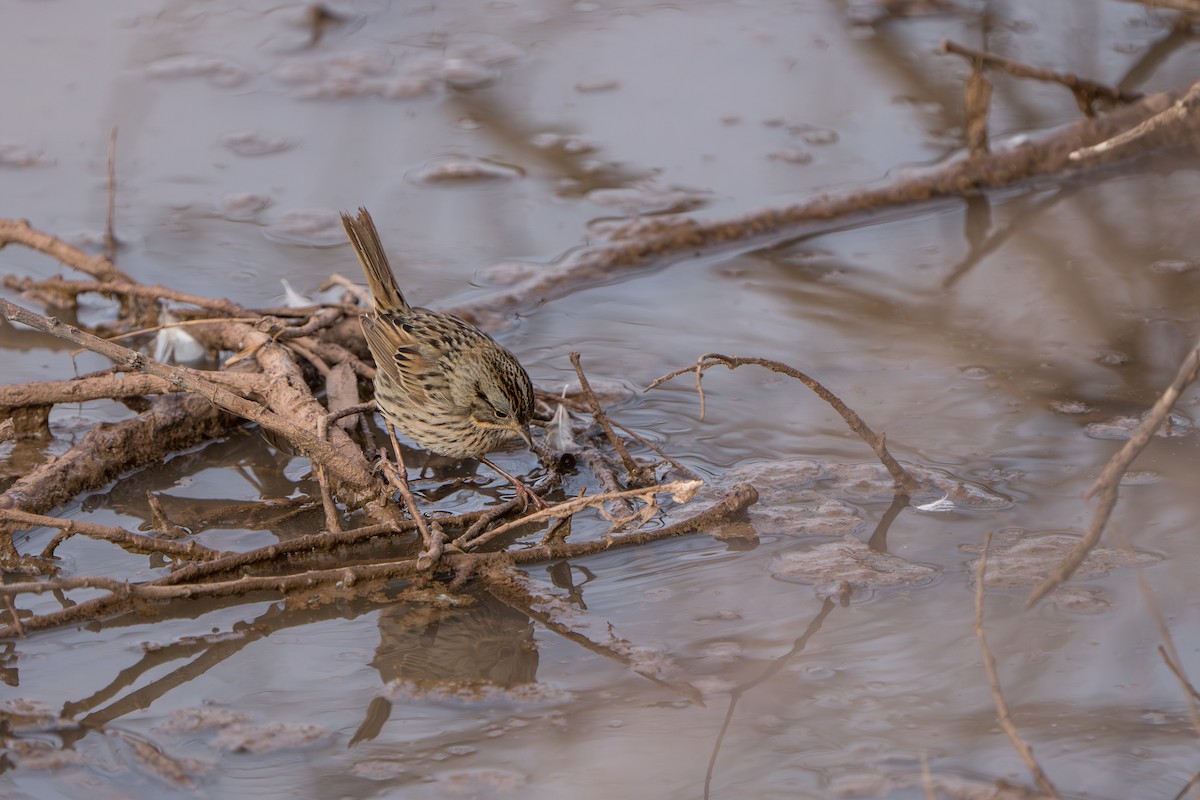 Lincoln's Sparrow - ML644298855