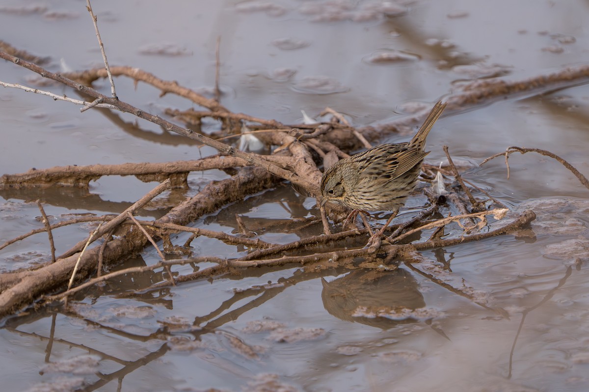 Lincoln's Sparrow - ML644298856