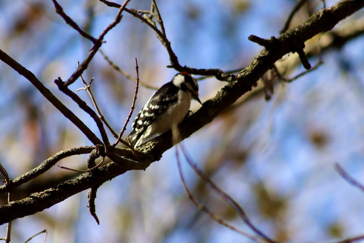 Дятел пухнастий - ML644298867