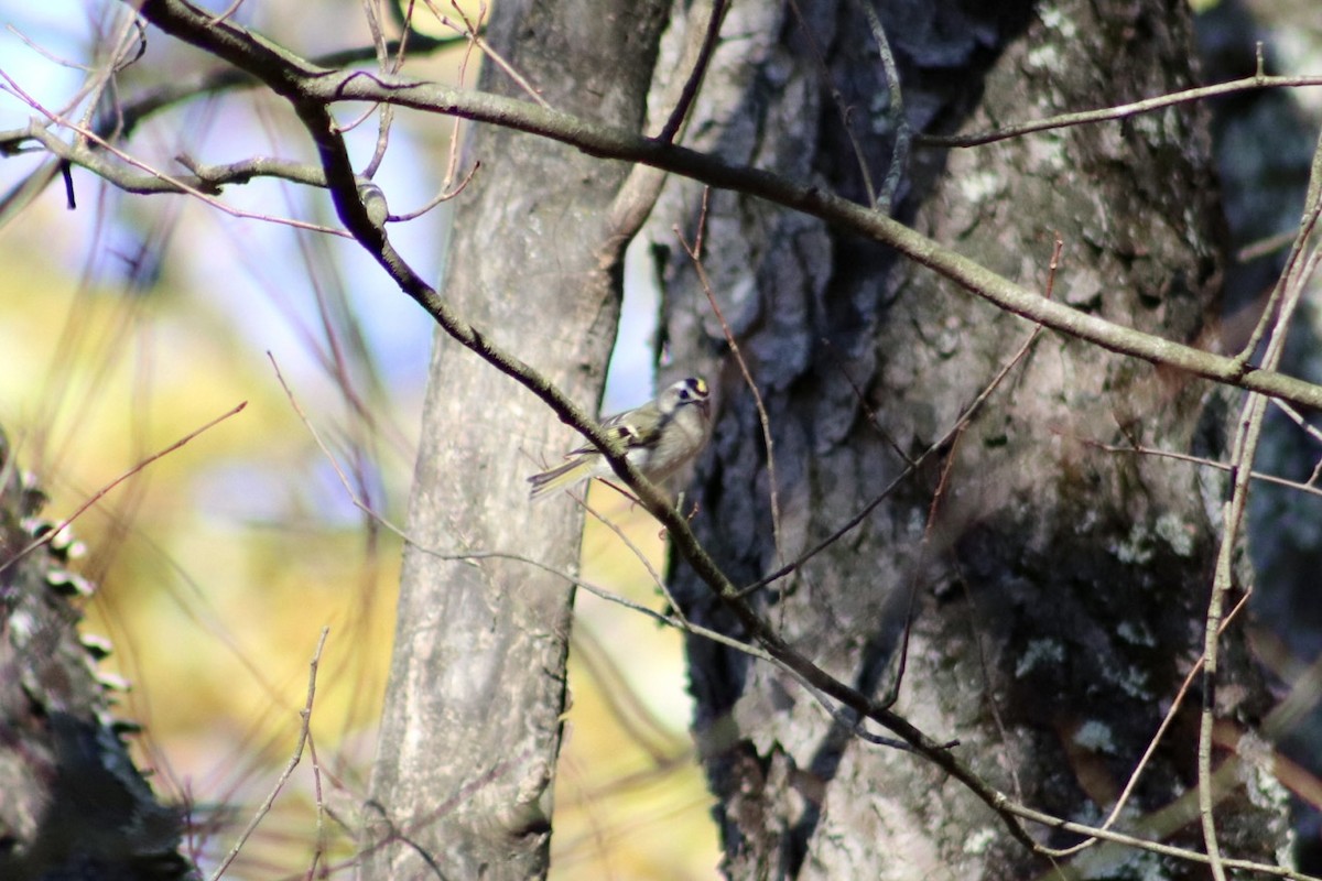 Золотомушка світлоброва - ML644298872