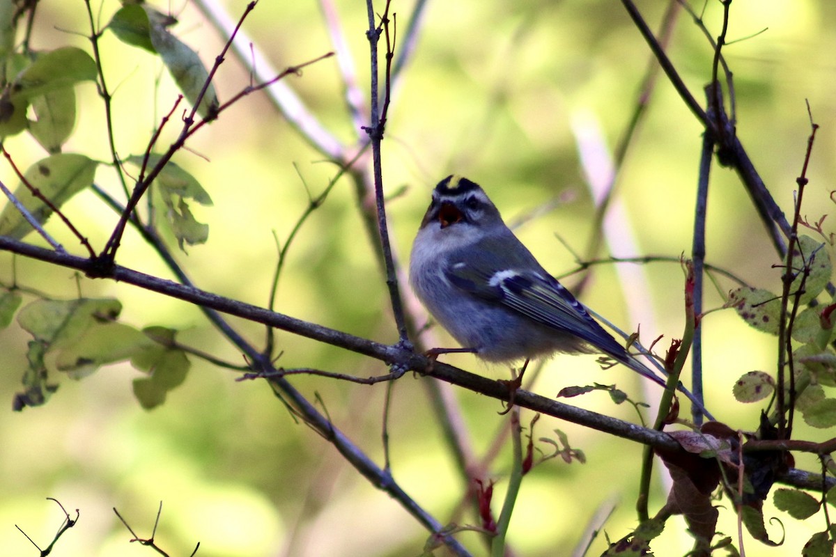 Золотомушка світлоброва - ML644298873