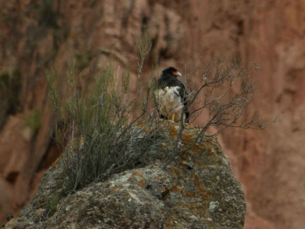 Горная каракара - ML644298877