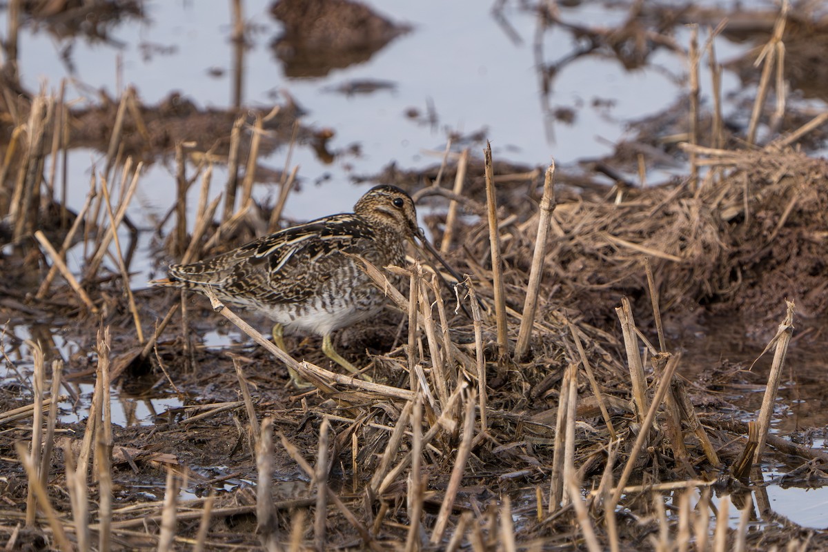 Wilson Suçulluğu - ML644298905