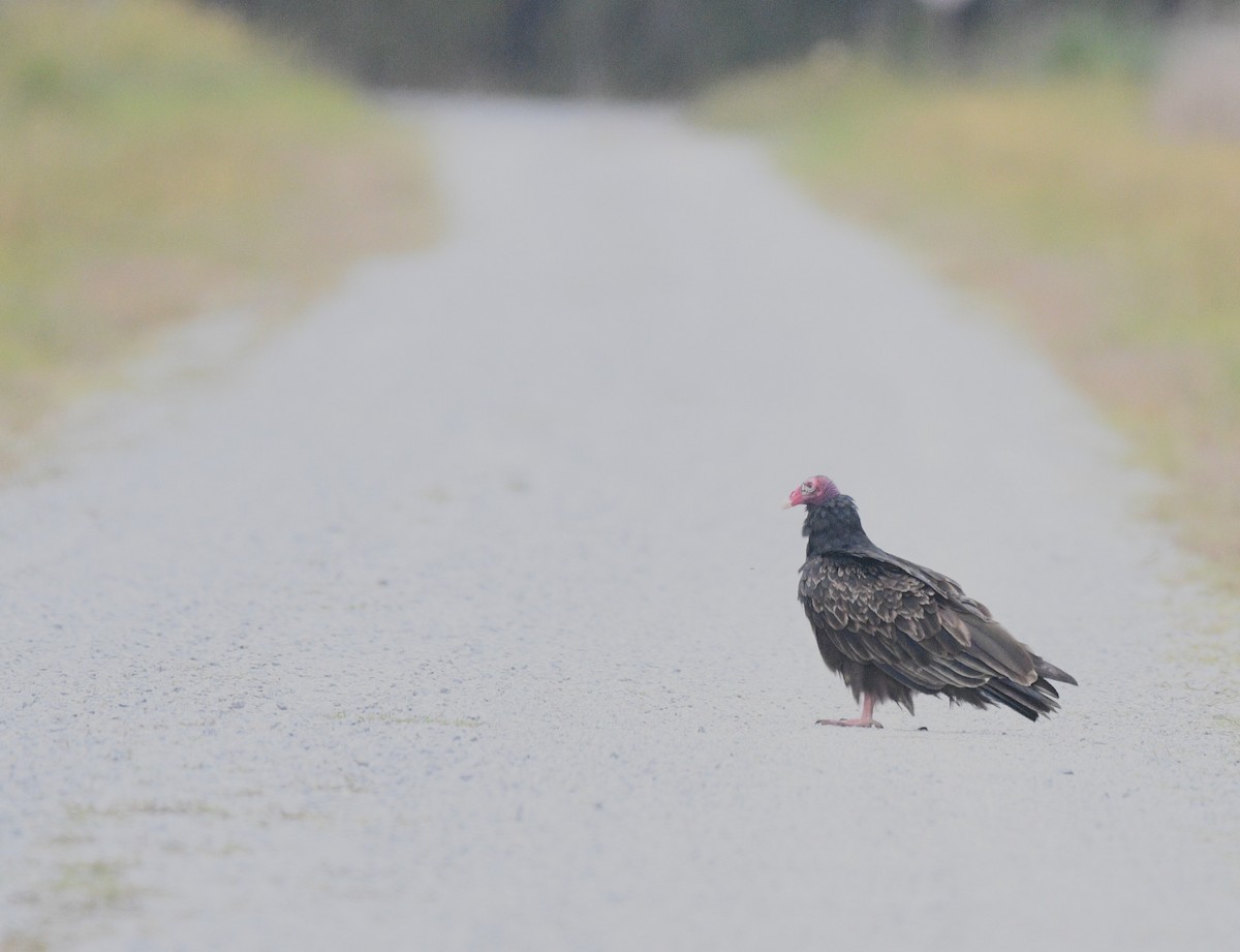 Aura Gallipavo - ML644298911