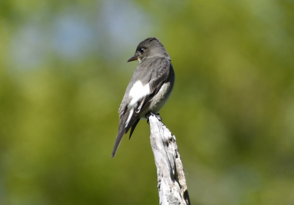 jakkepivi - ML644298912