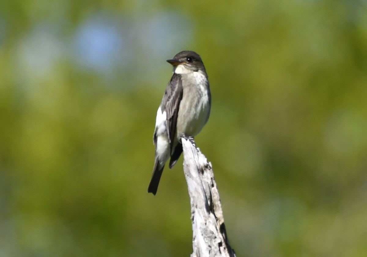 jakkepivi - ML644298914