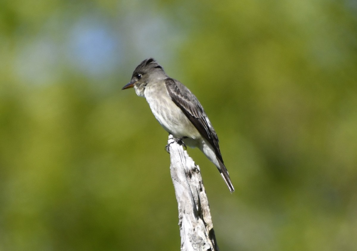 jakkepivi - ML644298915