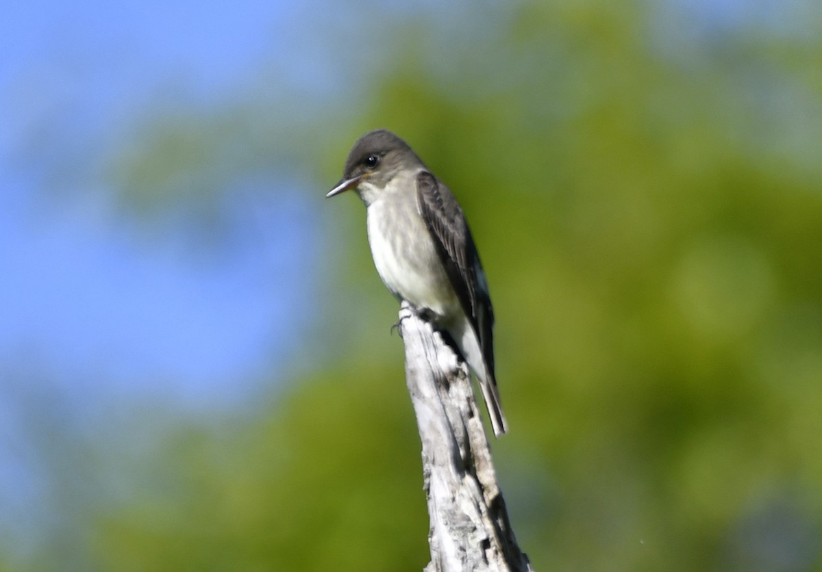 jakkepivi - ML644298916