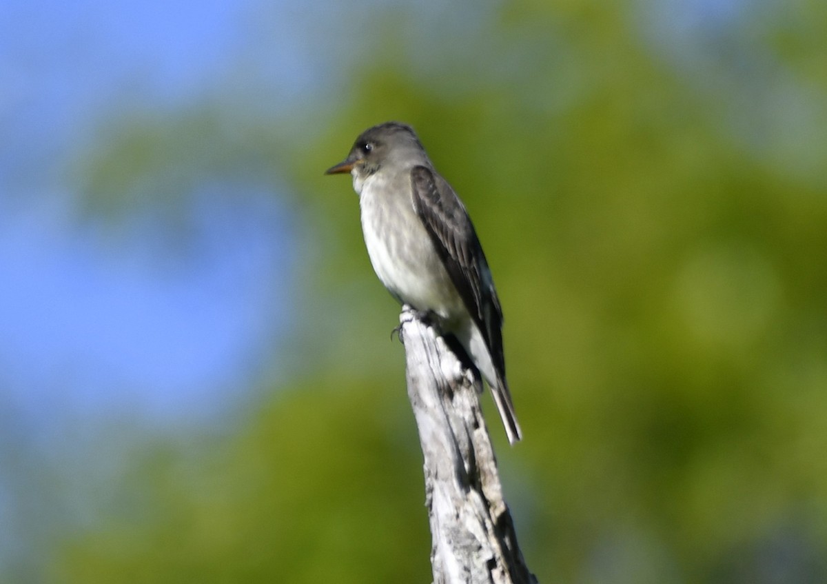 jakkepivi - ML644298917