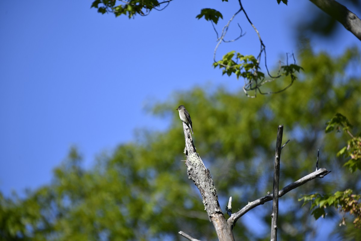 jakkepivi - ML644298918