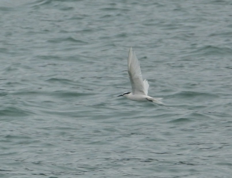 Black-naped Tern - ML644298930