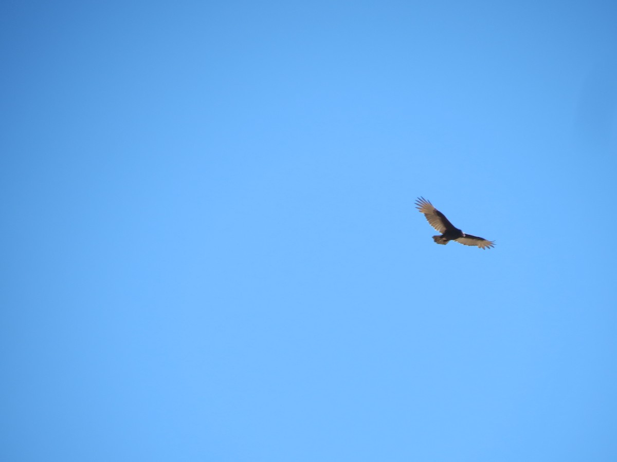 Aura Gallipavo - ML644298940