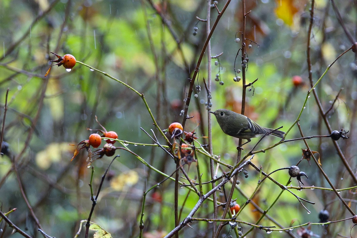Ruby-crowned Kinglet - ML644298943