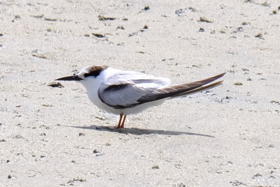 Little Tern - ML644298949