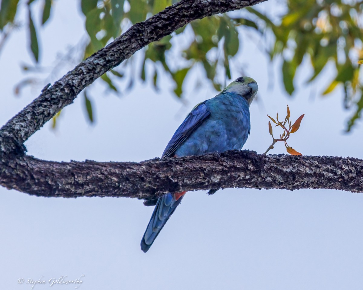 Pale-headed Rosella - ML644298951