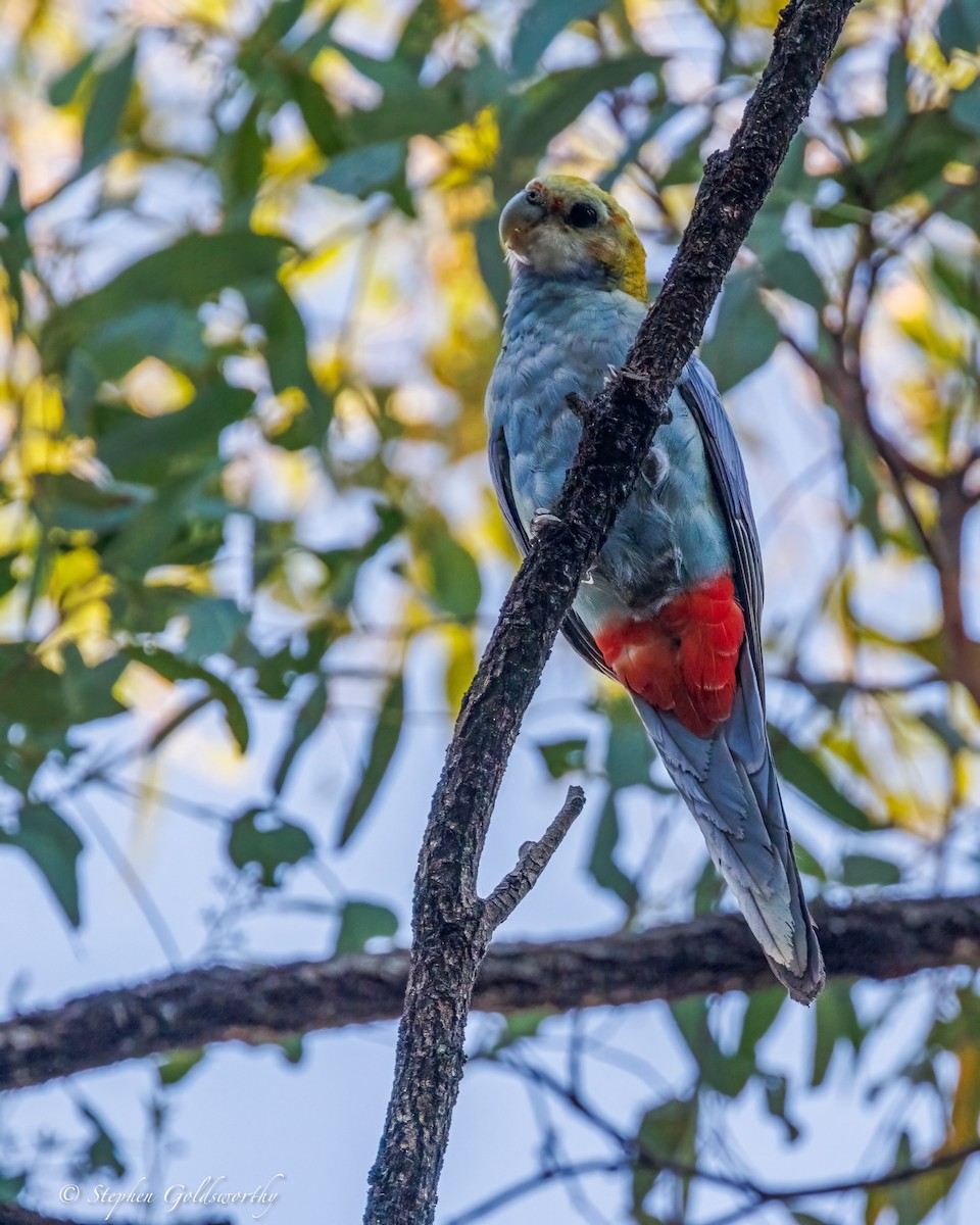 Pale-headed Rosella - ML644298952